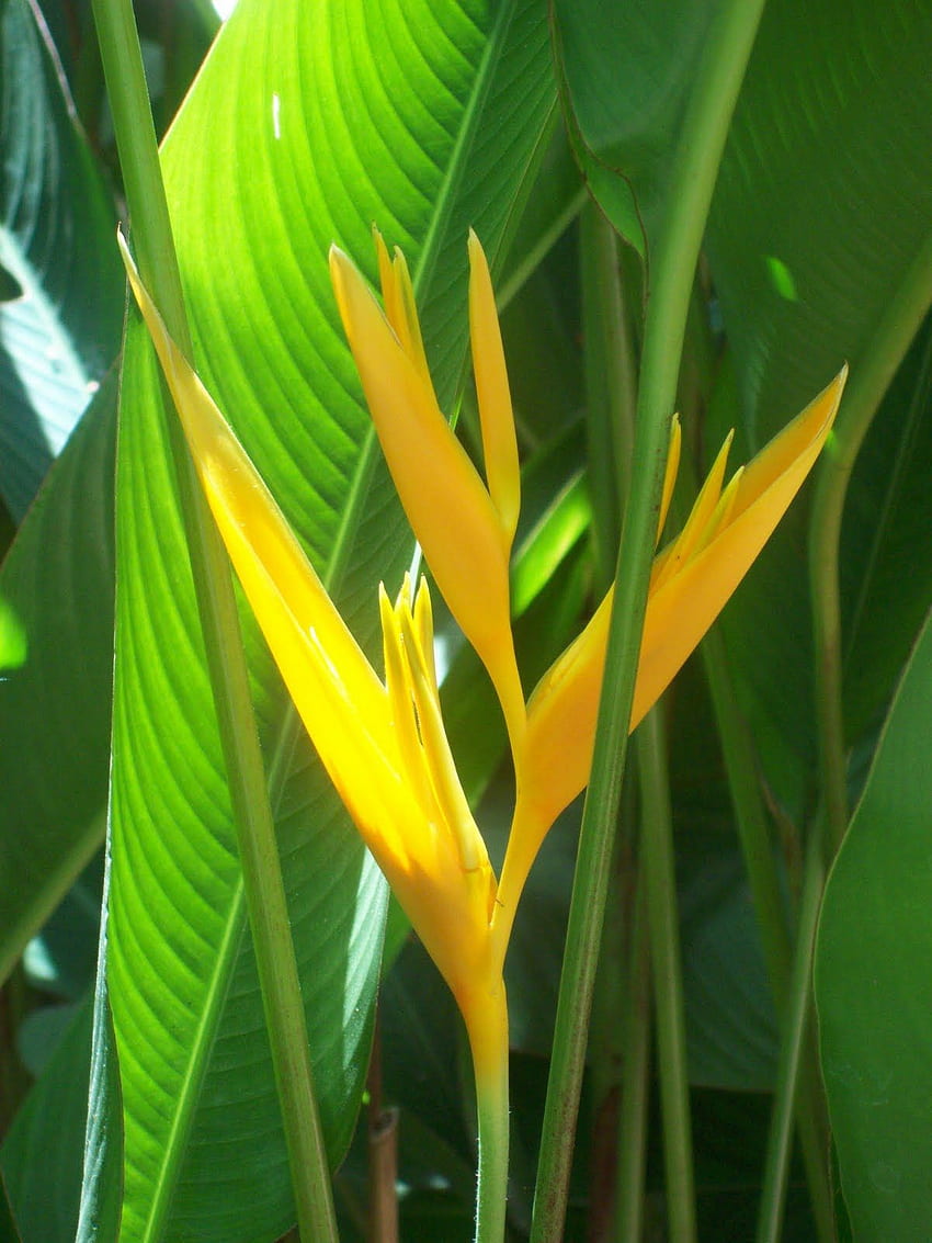 Heliconia HD phone wallpaper