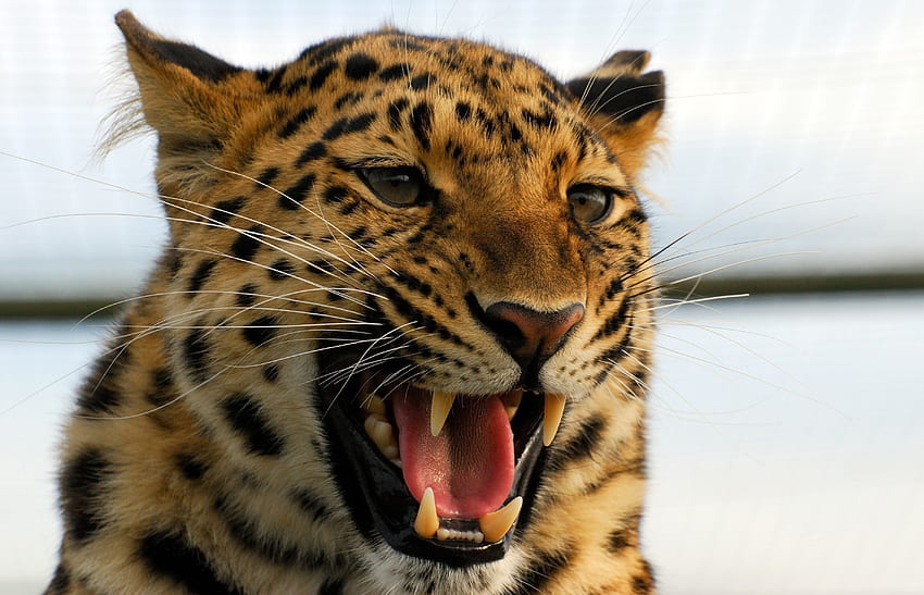 Animali, leopardo, aggressione, sorriso, predatore, gattone Sfondo HD