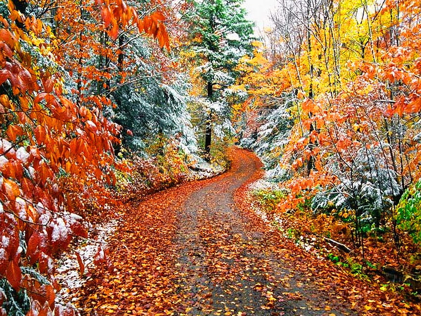 Koniec jesieni, zima, kolorowy, jesień, kolory, jesień, koniec Tapeta HD