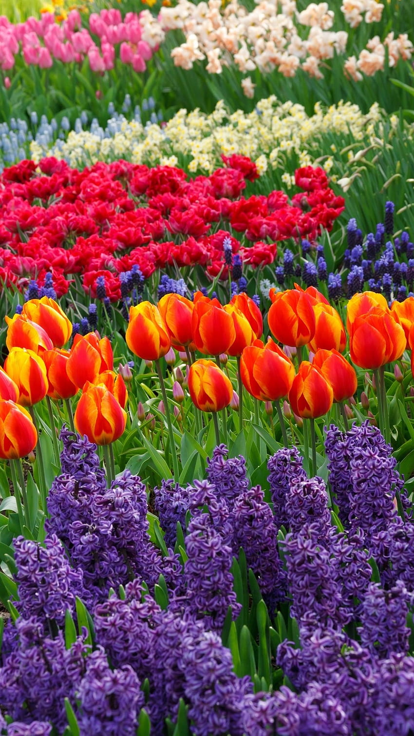 아름다운 꽃, 튤립 꽃 정원 HD 전화 배경 화면