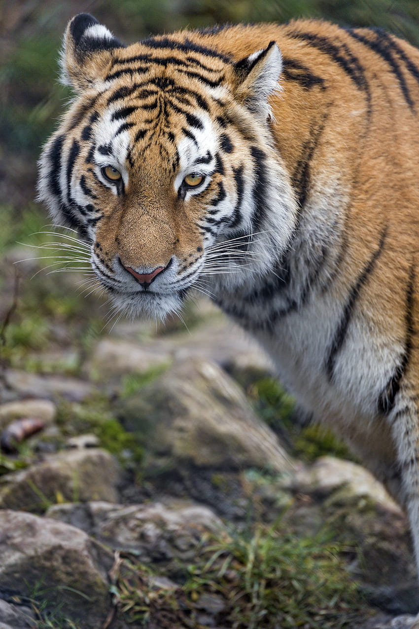 Animals, Predator, Big Cat, Sight, Opinion, Tiger, Stripes, Streaks ...