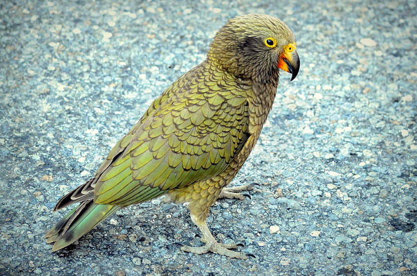 Kea , Animal, HQ Kea . 2019 HD wallpaper