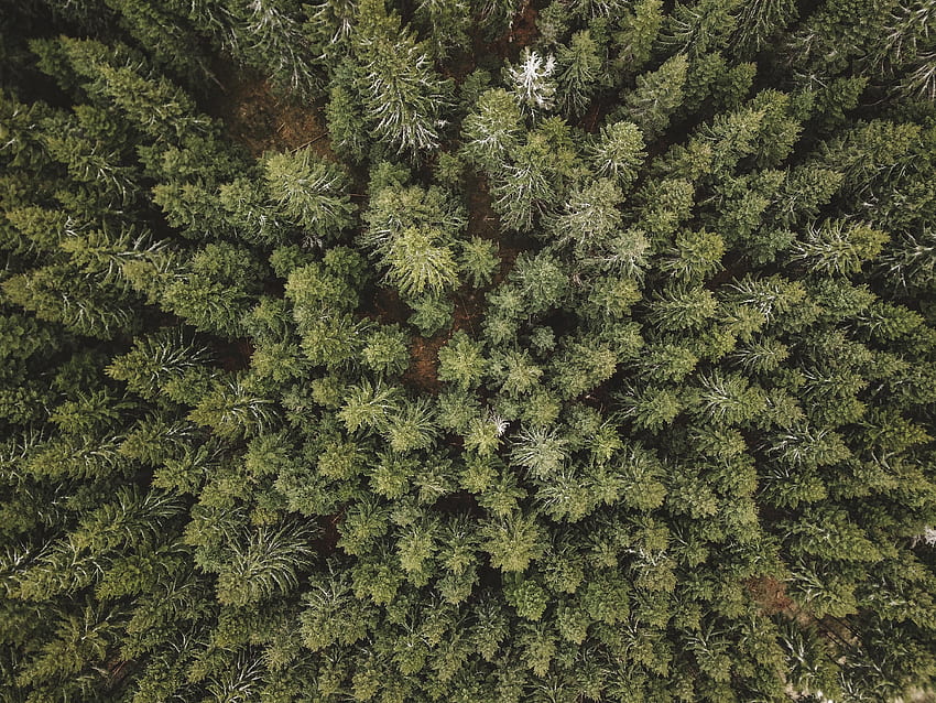 Natura, alberi, pino, vista dall'alto, foresta, aghi Sfondo HD