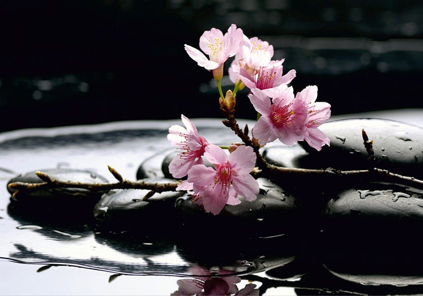 Papiers peints nature bien-être pierres de fleurs de cerisier 360, Zen Cherry Blossom Fond d'écran HD