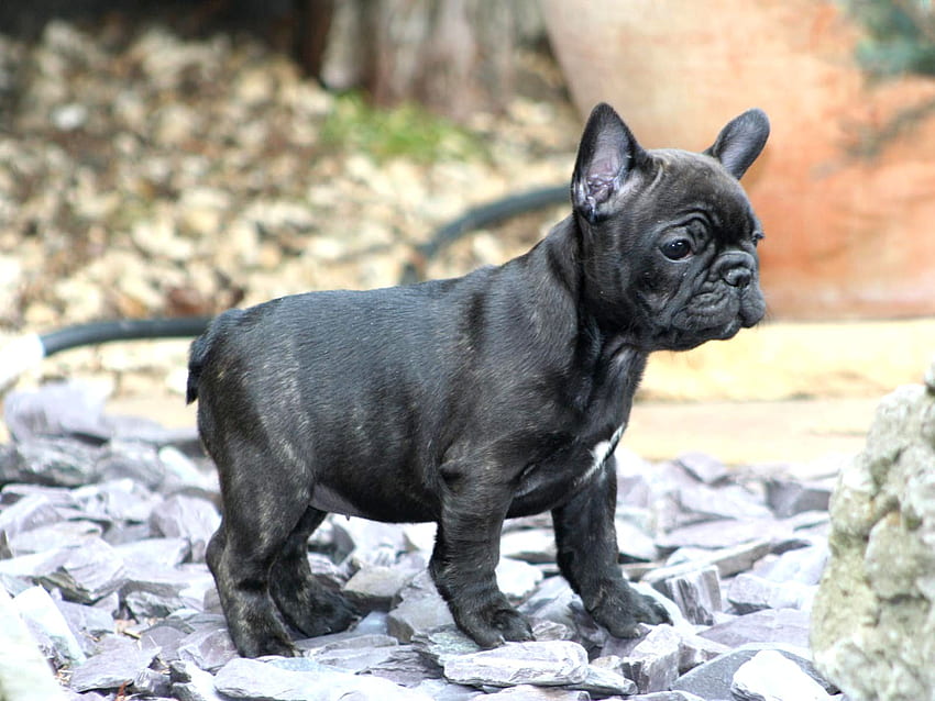 Französische Bully-Mischung Französische Bulldogge - Schwarze graue Französische Bulldogge -, süßes Französisch HD-Hintergrundbild