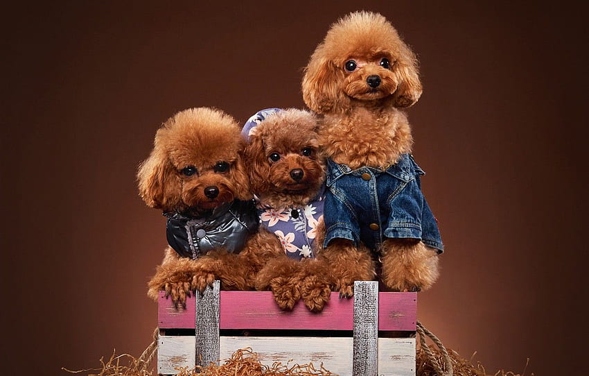 HD toy poodle wallpapers  Peakpx