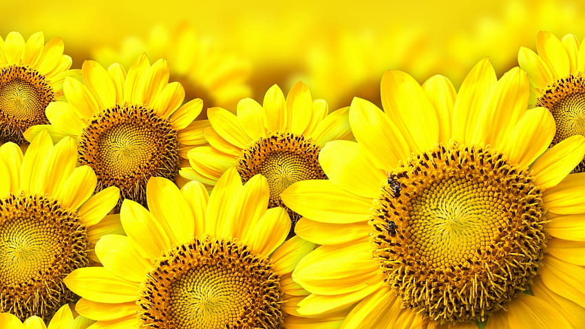 Sunflower, Red and Yellow Sunflower HD wallpaper