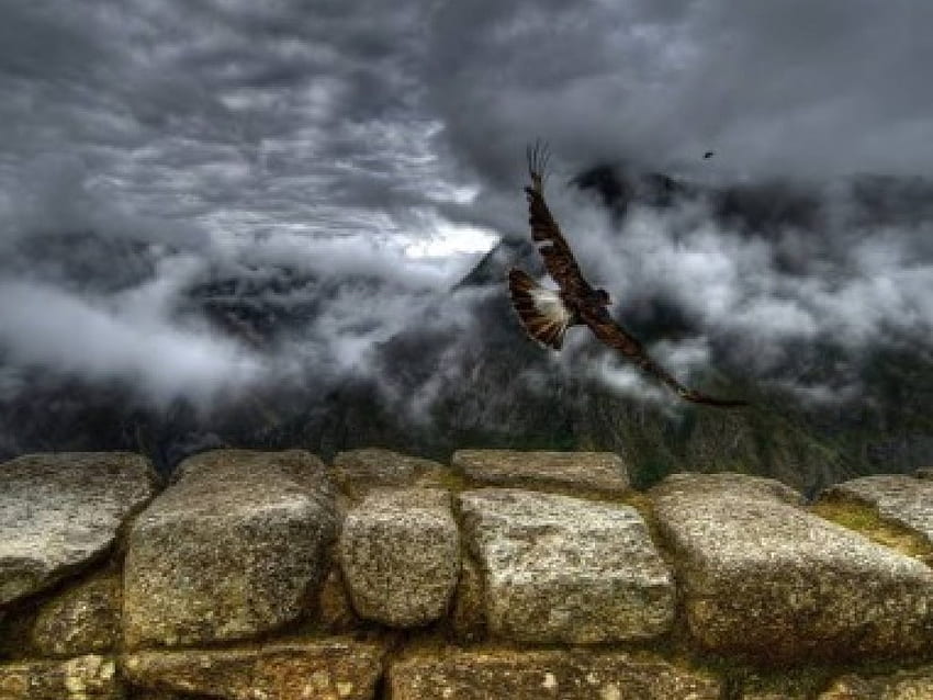 Flying Bird, Stormy Sea, animal, bird, clouds, sky, water HD wallpaper