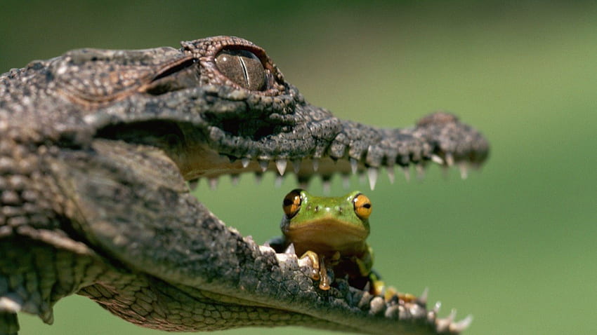 mâchoires de crocodile, oreille, grenouille, crocodile, verts Fond d'écran HD