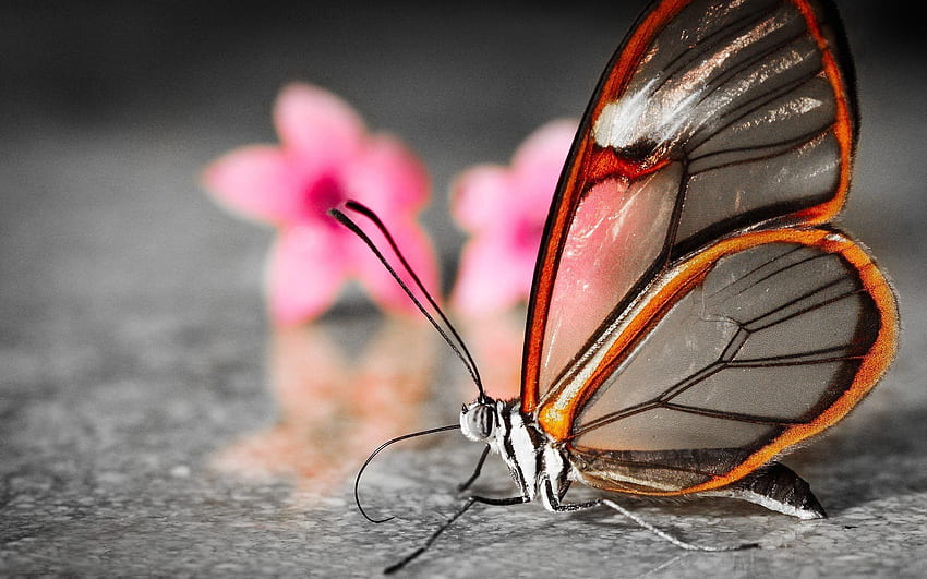 Muster, Blume, Makro, Schmetterling, Flügel HD-Hintergrundbild