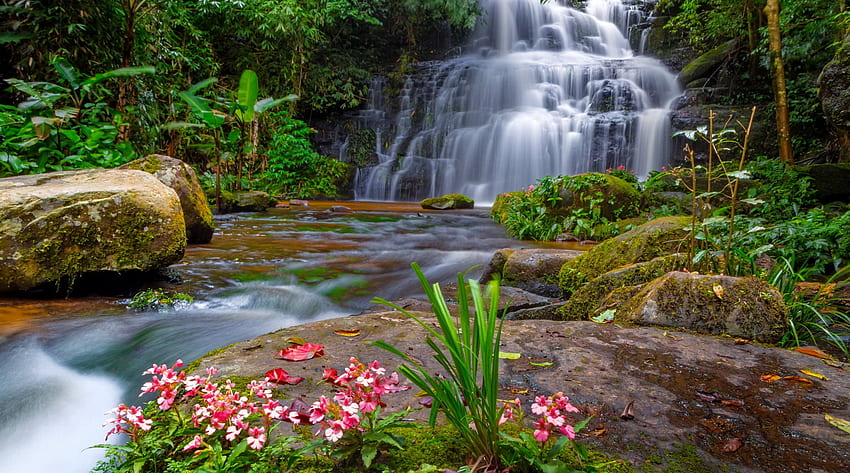 Forest fall, beautiful, rocks, summer, trees, waterfall, greenery, cascades, flowers, forest HD wallpaper