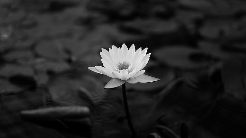 lótus, grafia monocromática, flor, lótus sagrado, branco, preto e branco, preto, pétala, natureza, planta aquática, monocromático, Black Lotus Flower papel de parede HD