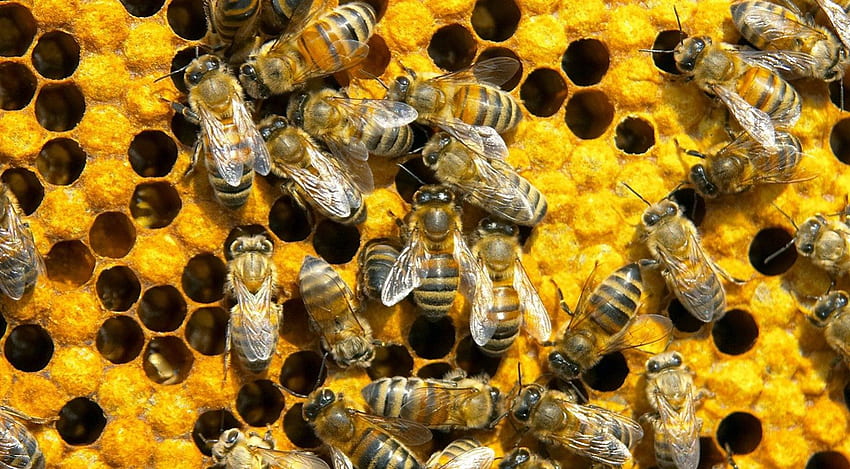 The Hive, pszczoły, zabawa, rozrywka, inne, ludzie Tapeta HD