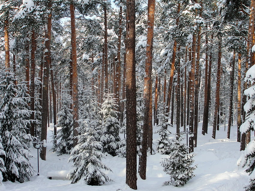 Kış, Doğa, Ağaçlar, Orman, St. Petersburg, Saint Petersburg, Pavlovsk HD duvar kağıdı