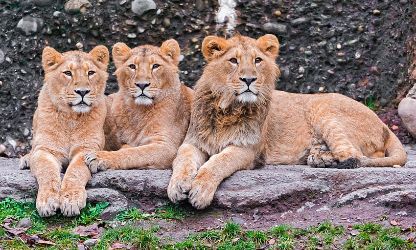 Animals, Lions, Predators, Sit, Three HD wallpaper