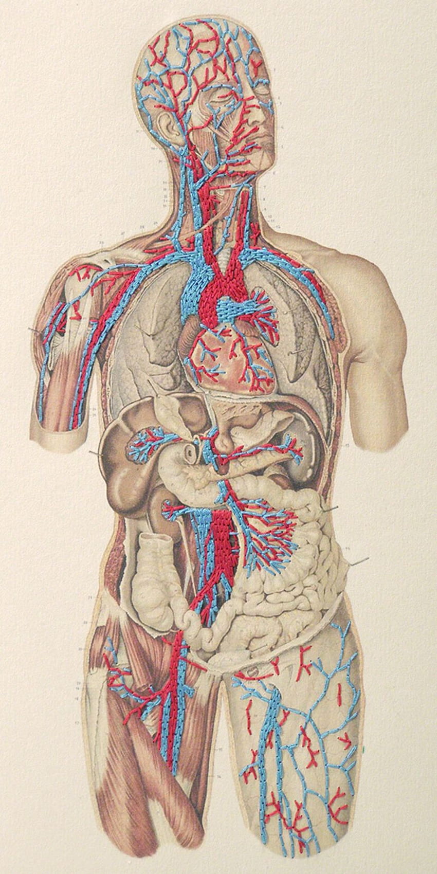 Paper embroidery, Circulatory System HD phone wallpaper