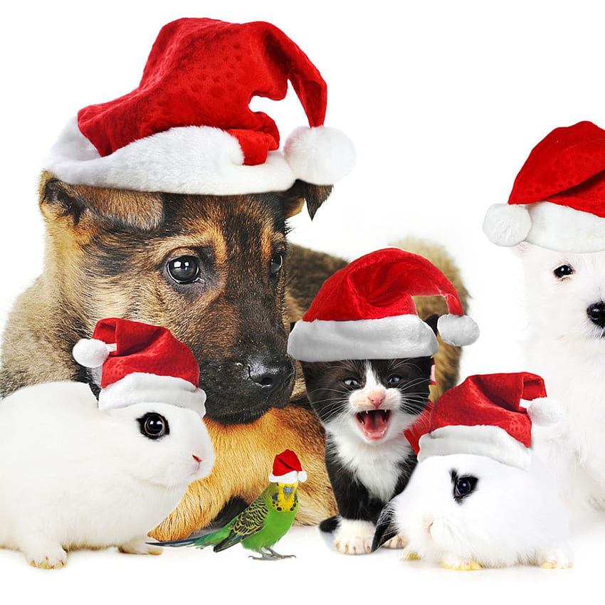 Wallpaper Christmas New Year snow dog cute animals 4k Holidays 16834