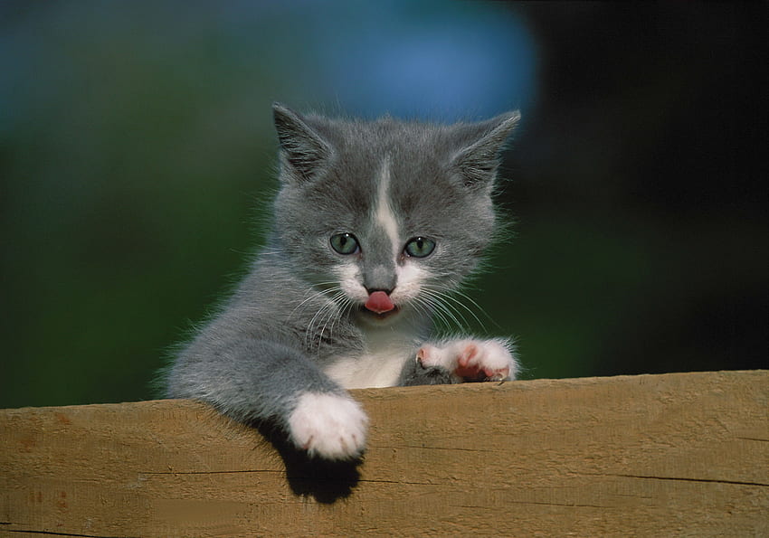 สัตว์ คิตตี้ ลูกแมว รั้ว ภาษา ลิ้น วอลล์เปเปอร์ HD