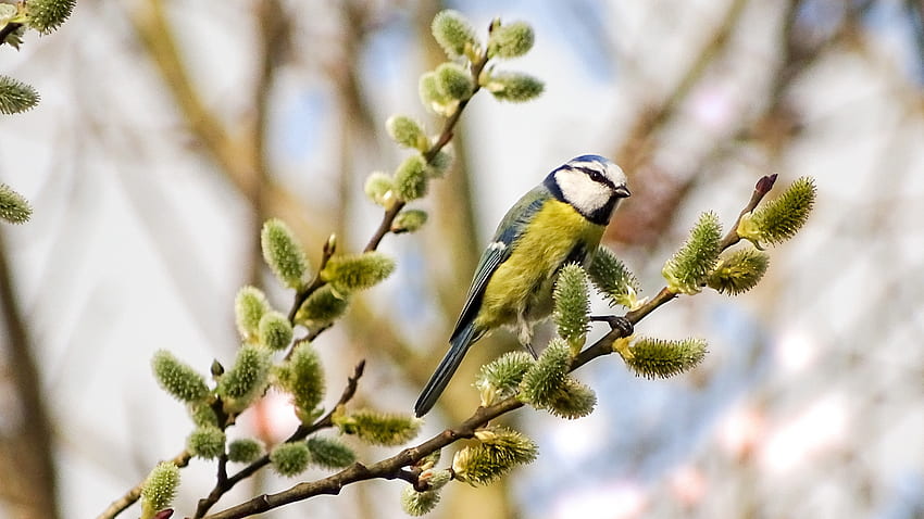 Titmouse, branch, bird, yellow, tit, pasare, willow, spring HD wallpaper