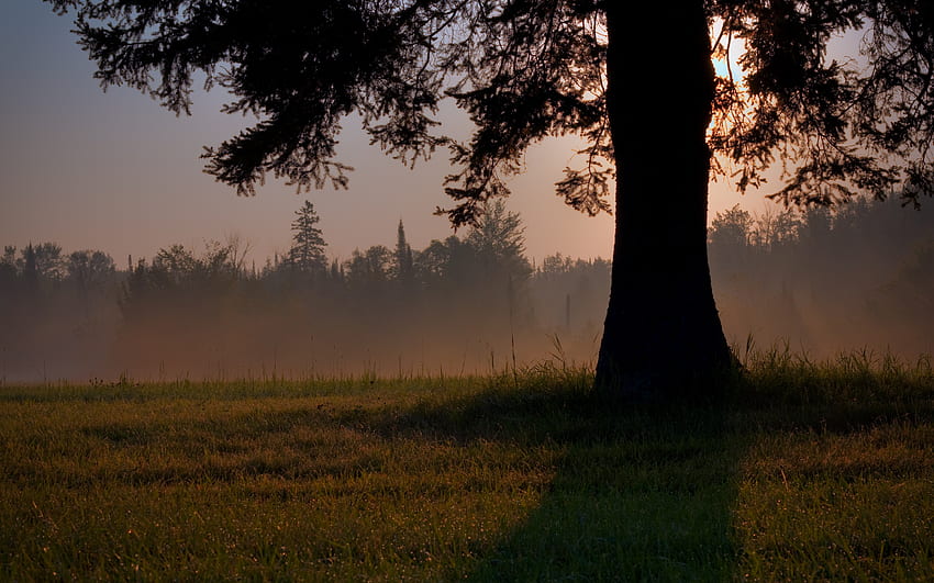 Misty Tree, fog, fields, beautiful, nature, calm, forest, sunset, tree HD wallpaper