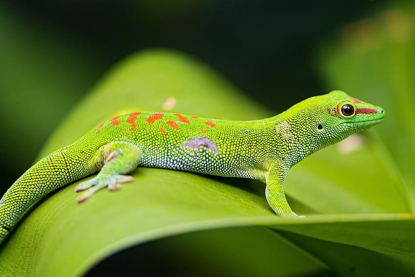 Tiere, Makro, Blatt, Blatt, Eidechse, Gecko HD-Hintergrundbild