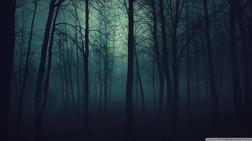 Dark Forest. Night forest, Misty forest, Forest HD wallpaper