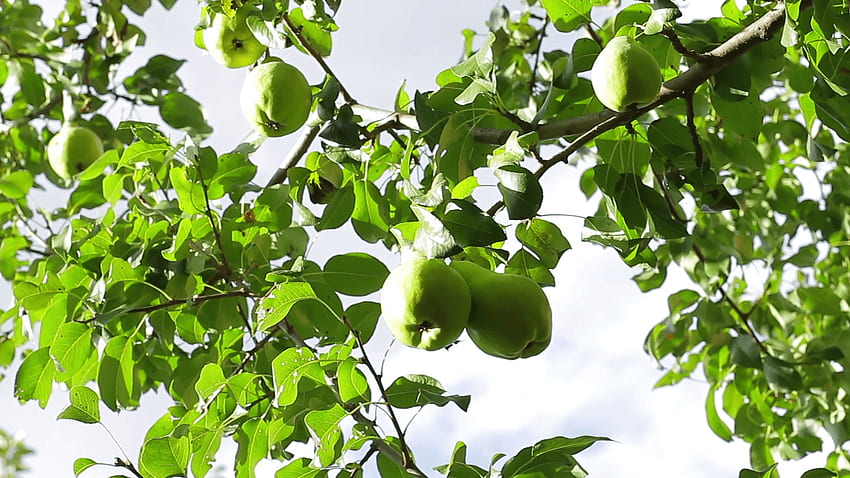 Fruit garden. Pears on the tree. Harvest of fruits. Stock Video Footage - Storyblocks HD wallpaper