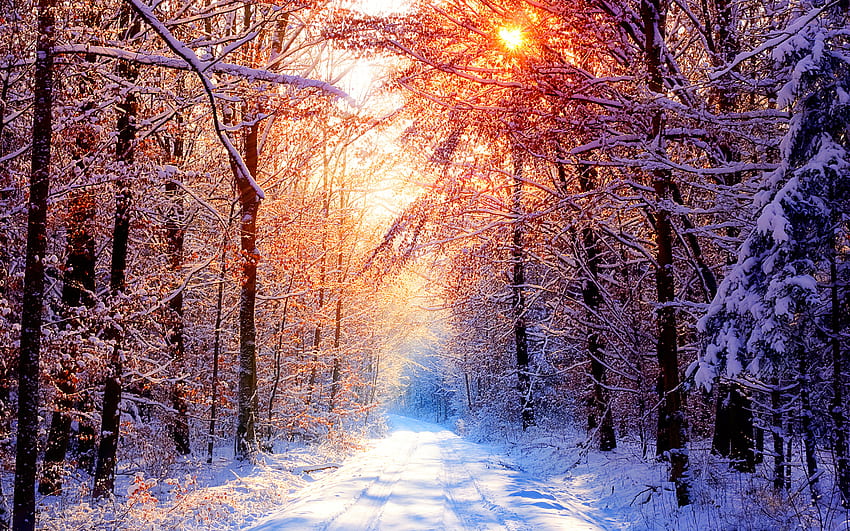 1080P Download Gratis | salju dan sinar matahari, sinar matahari, musim ...