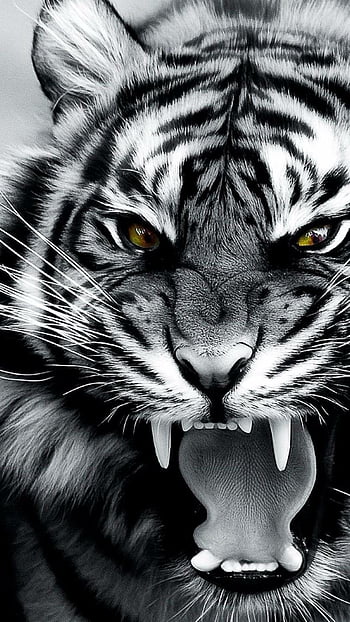 Angry tiger HD wallpapers | Pxfuel