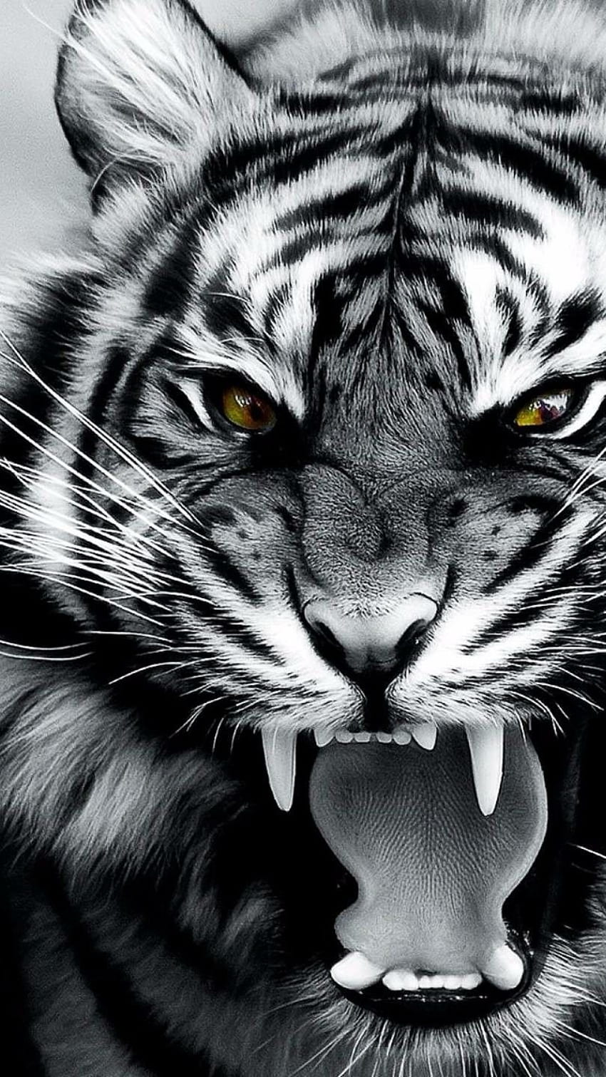 Schwarz-Weiß-Tiger-Zeichnung, wütender weißer Tiger HD-Handy-Hintergrundbild