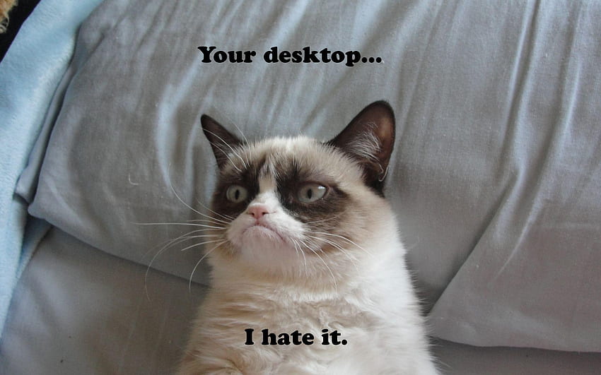 Grumpy Cat Meme, Weird Cat HD wallpaper