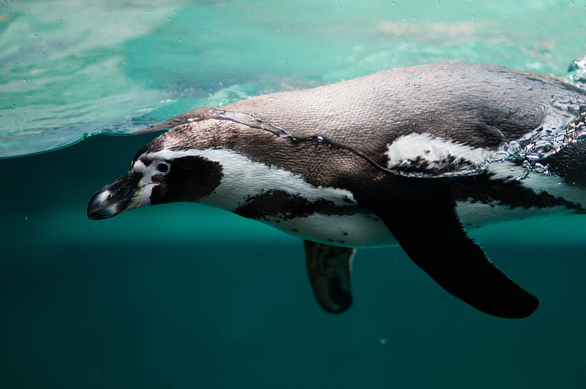 Animals, Ocean, To Swim, Swim, Penguin HD wallpaper
