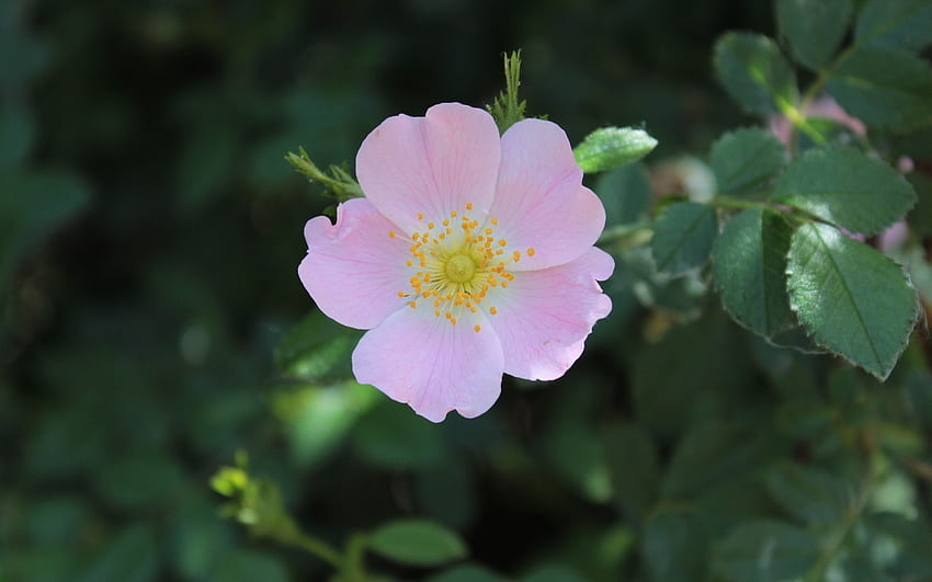 Rosa selvatica, rosa, macro, fiore Sfondo HD