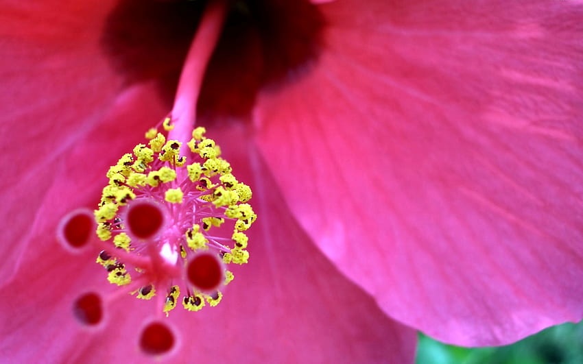 Macro Hibiscus Flower F, graphy, floral, beautiful, romance, beauty, wide screen, flower, love, , hibiscus HD wallpaper