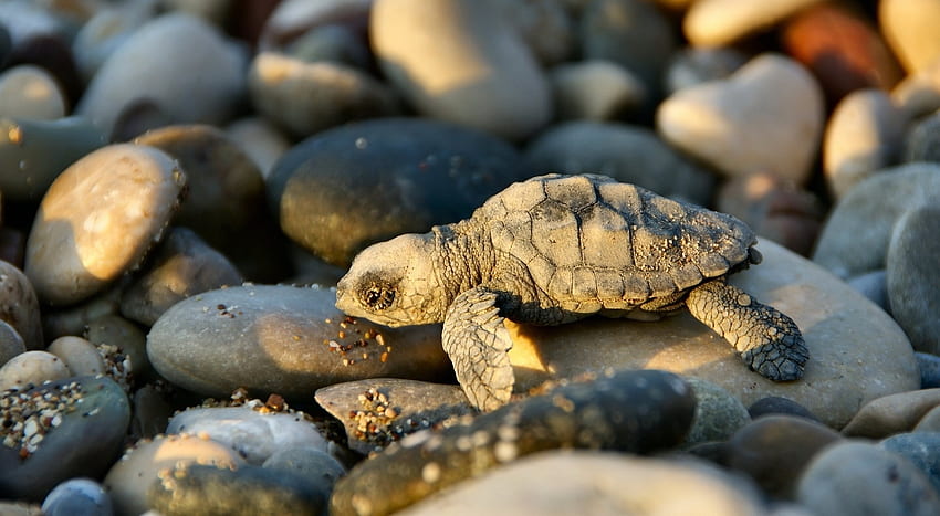 Tiere, Steine, klein, zierlich, Schildkröte HD-Hintergrundbild