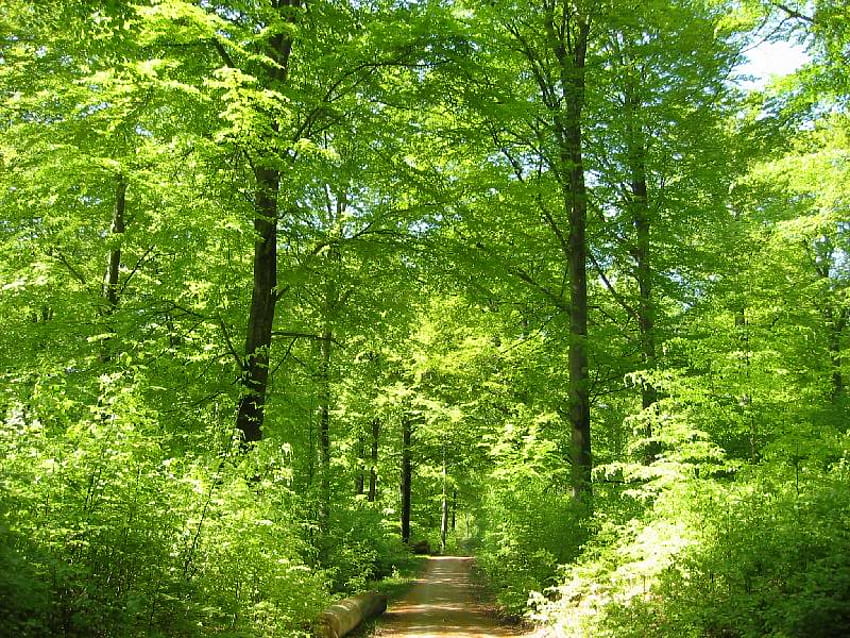 Buchen im Mai, Bäume, Blätter, hell, grün HD-Hintergrundbild