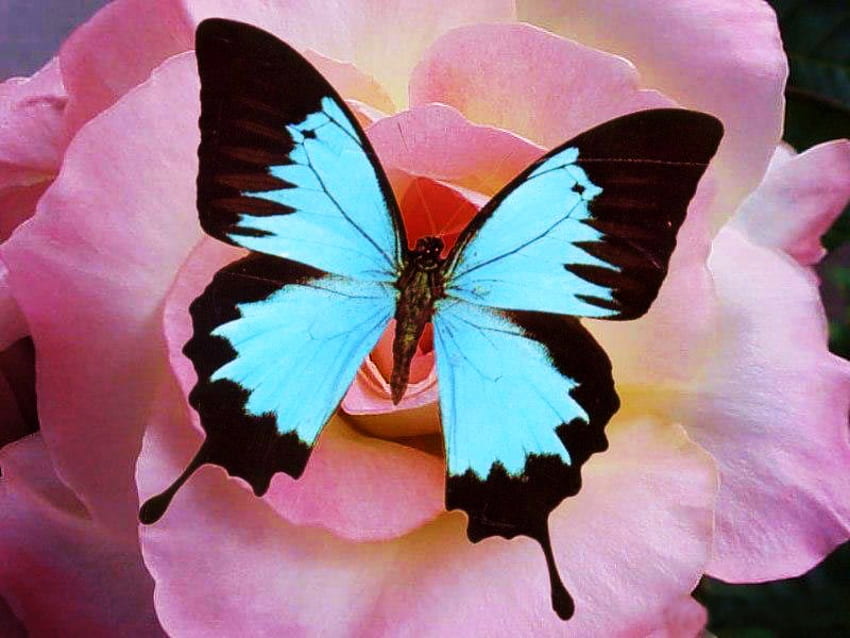 Sentuhan sayap, sayap, bunga merah muda, aqua dan hitam, kupu-kupu Wallpaper HD