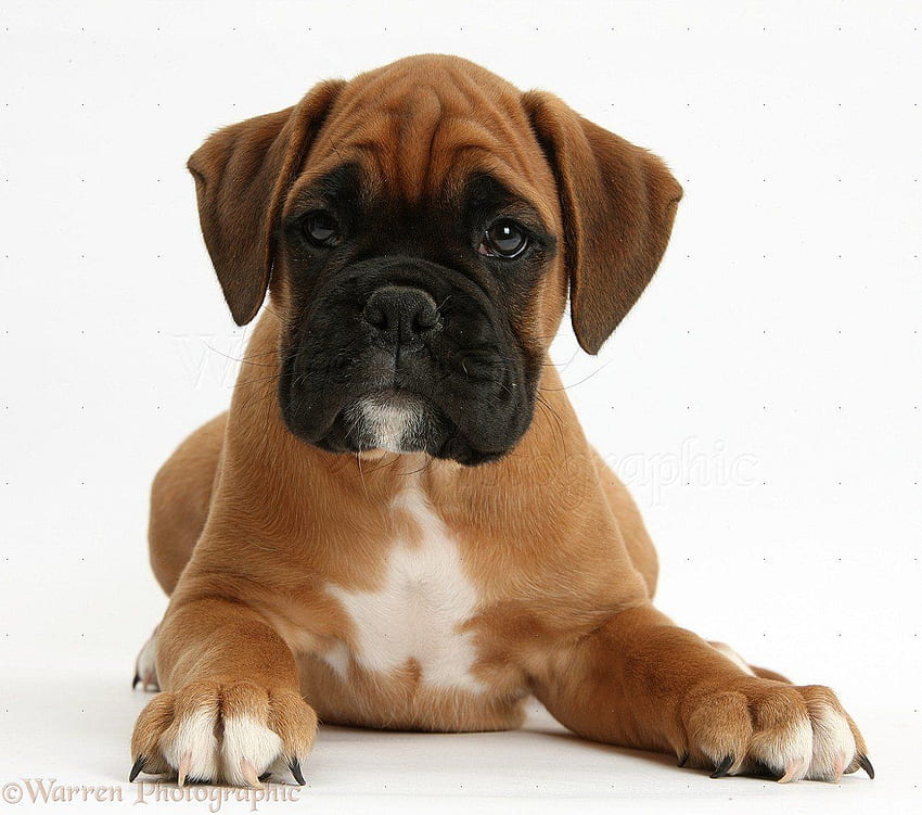 WP38166 Boxer puppy Boris 12 weeks old [] for your , Mobile & Tablet. Explore Cute Boxer . Boxer Puppies , Boxer Puppy , Puppy Dog HD wallpaper