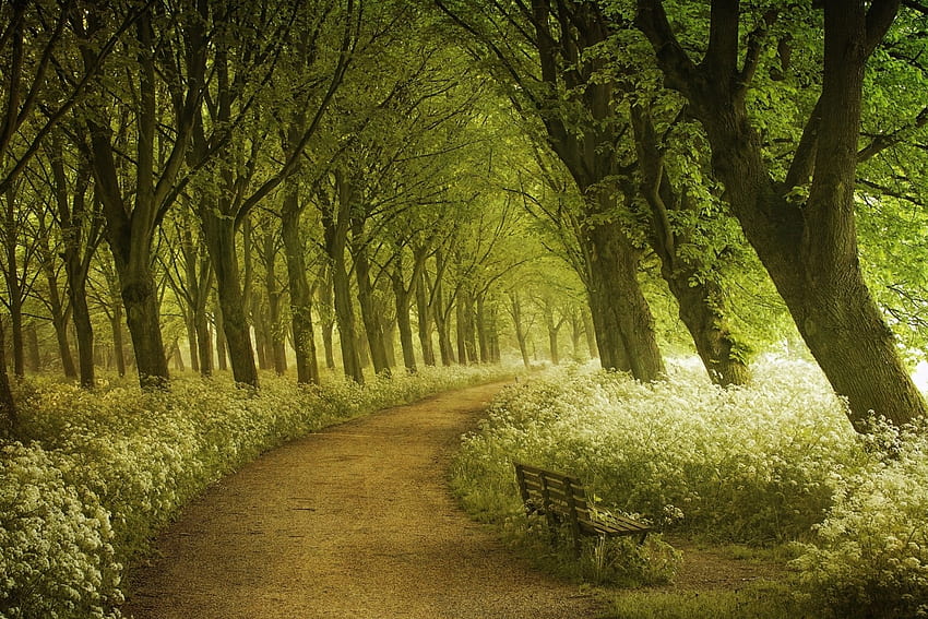 Quiet Moment in the Park, Trees, Flowers, Parks, Nature, Paths, Benches HD wallpaper
