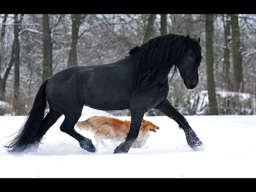 Pferde- und Hunderennen, Winter, Hund, Pferd, Schnee, Rennen HD-Hintergrundbild