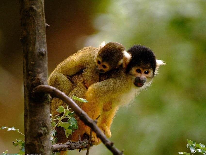 monkeys / and Mobile Background, Spider Monkey HD wallpaper