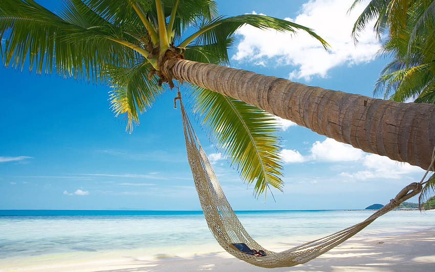 Hamaca de palmeras de playa, palmeras de playa fondo de pantalla