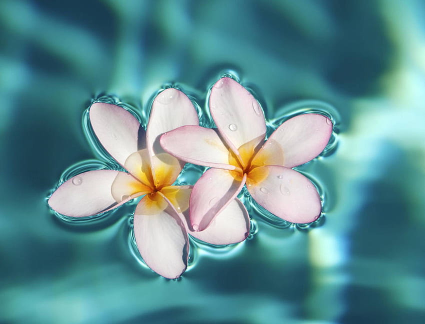 Exotic Computer Background. Exotic, Cute Tropical Flowers Tumblr HD wallpaper