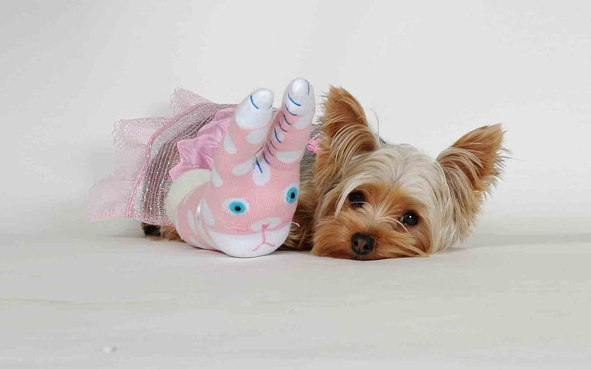 Animals, Fluffy, Dog, Muzzle, Toy, Yorkshire Terrier HD wallpaper