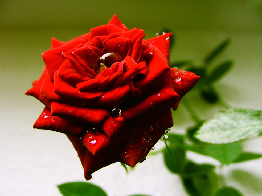a_rose_for_the_love_ones กุหลาบ เปียก 3 มิติ ดอกไม้ สีแดง วอลล์เปเปอร์ HD