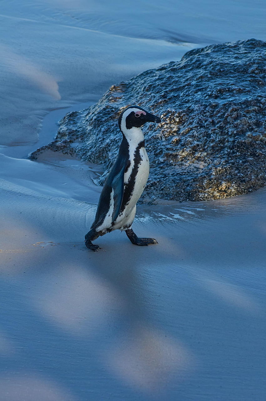 Engraçado, Animais, Gelo, Neve, Animal, Coberto de Neve, Snowbound, Pinguim Papel de parede de celular HD