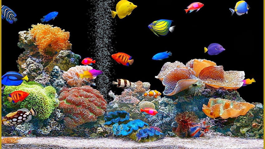 prompthunt: beatiful aquarium full of cute beatiful goldfish, drawn by anime  studio ghibli
