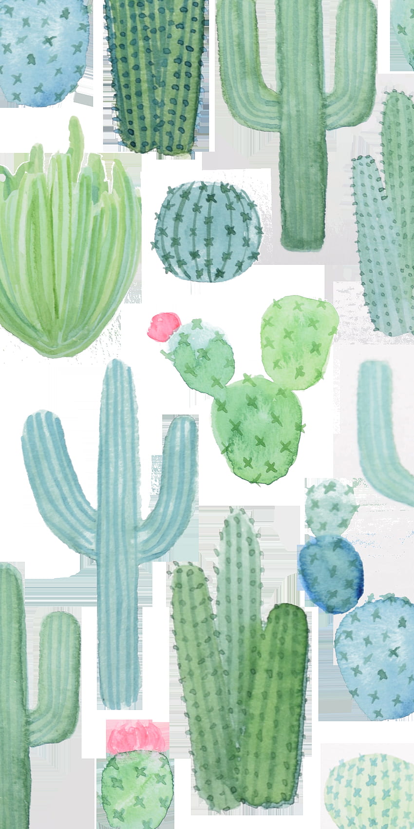 Cactus HD phone wallpaper