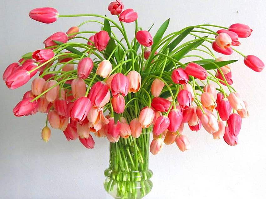 Tulips plus, pink, white, green, flowers, tulips HD wallpaper