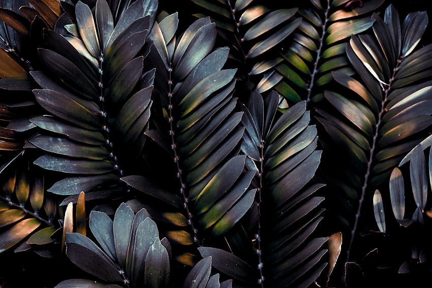 folhas, planta, macro, escuro, palma, ramos papel de parede HD